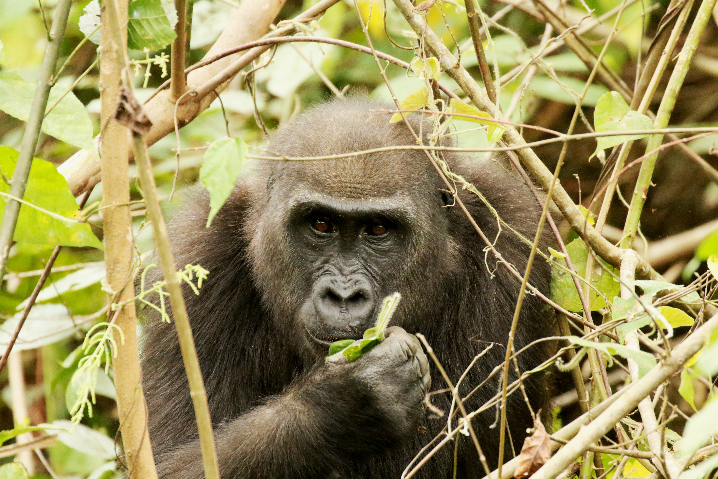 世界で初めてニシゴリラの人付けに成功した女性ガイドが案内する「Mt